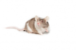 惊！最近老鼠图片成千上万地出现在博客园！